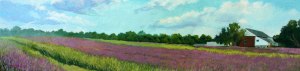 7_11_16-Lavender-Farm