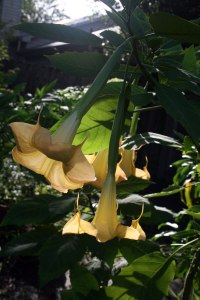 Angels-trumpet-1